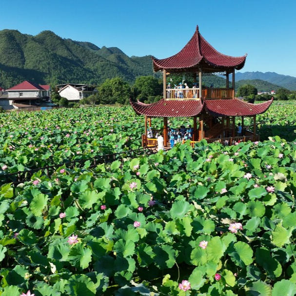 溆浦縣水東鎮(zhèn)劉家渡村：滿塘荷韻醉游人