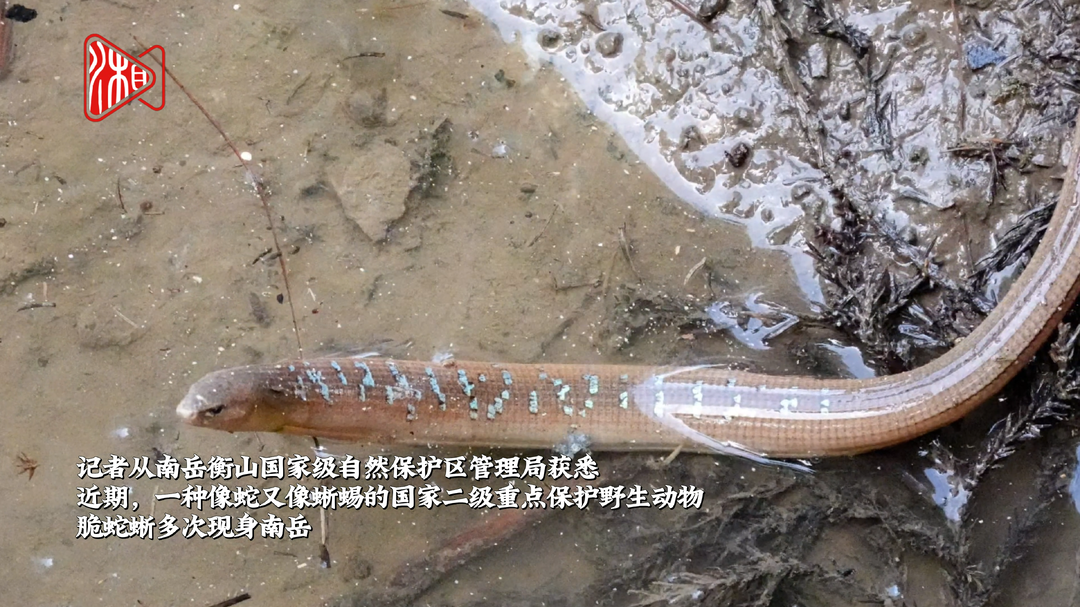 新记录！国家二级重点保护野生动物脆蛇蜥现身南岳