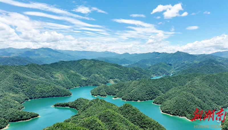 夏日湿地生态美