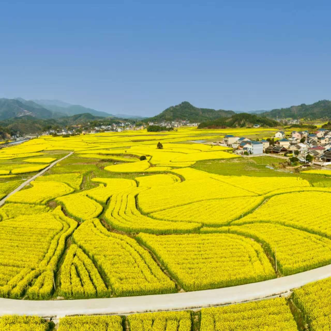 懷化市夏收油菜實現(xiàn)“三增兩提高”
