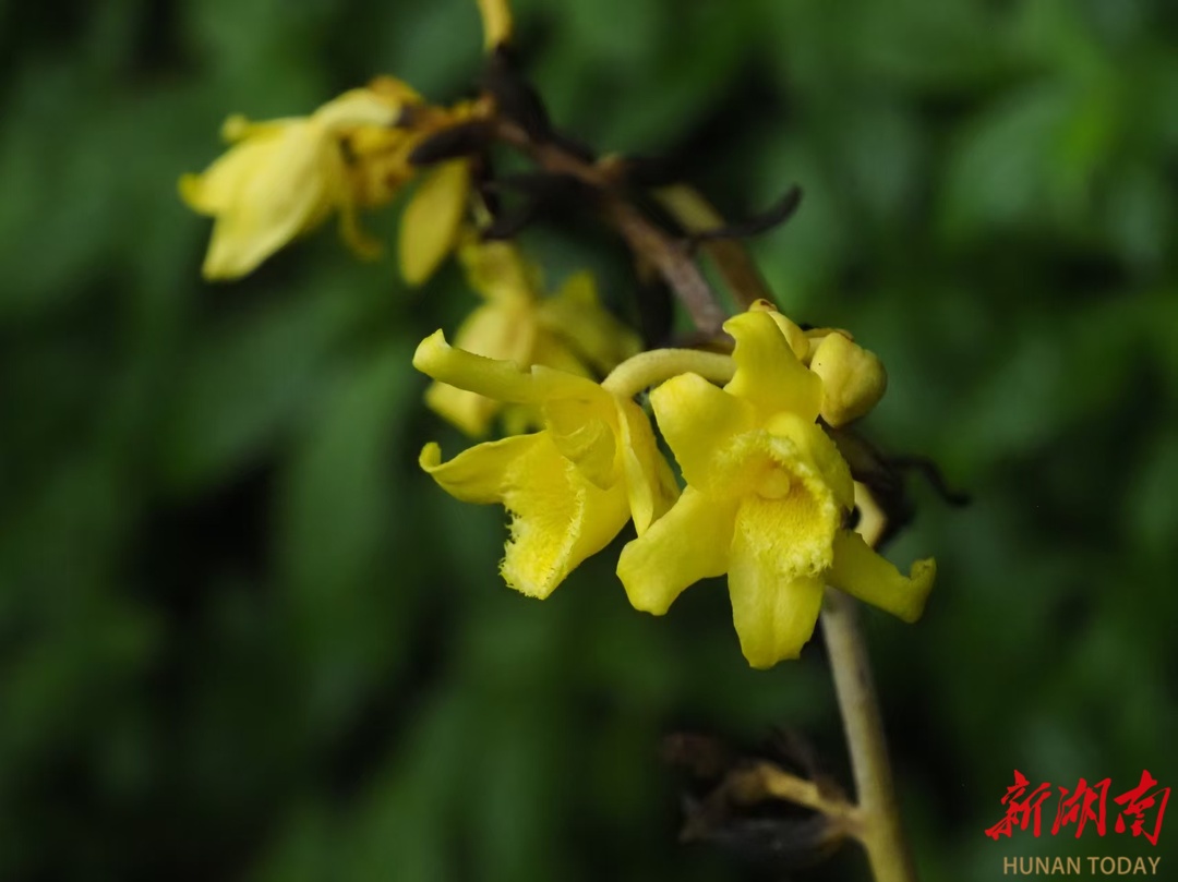 神奇生物在哪里丨八面山又現(xiàn)植物新成員，直立山珊瑚首次現(xiàn)身桂東
