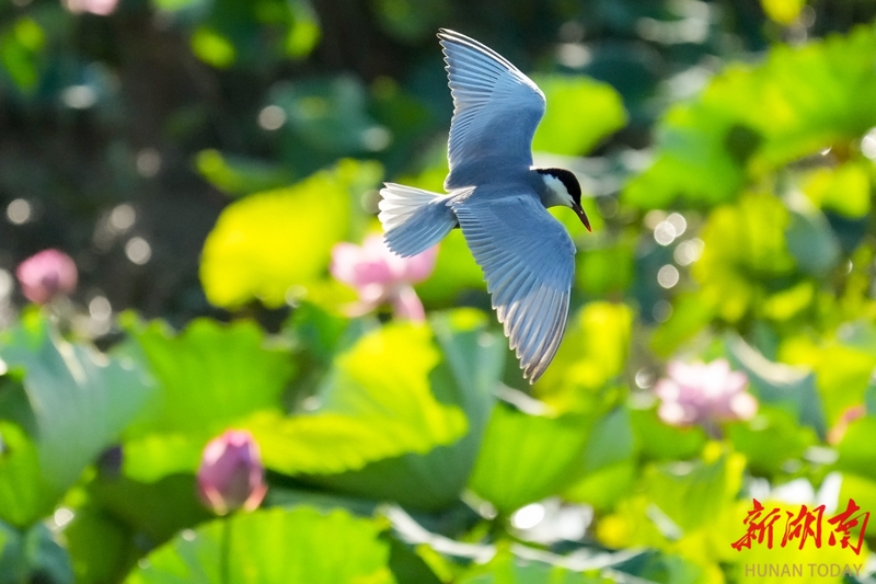 盛夏荷為美 須鷗入畫(huà)來(lái)