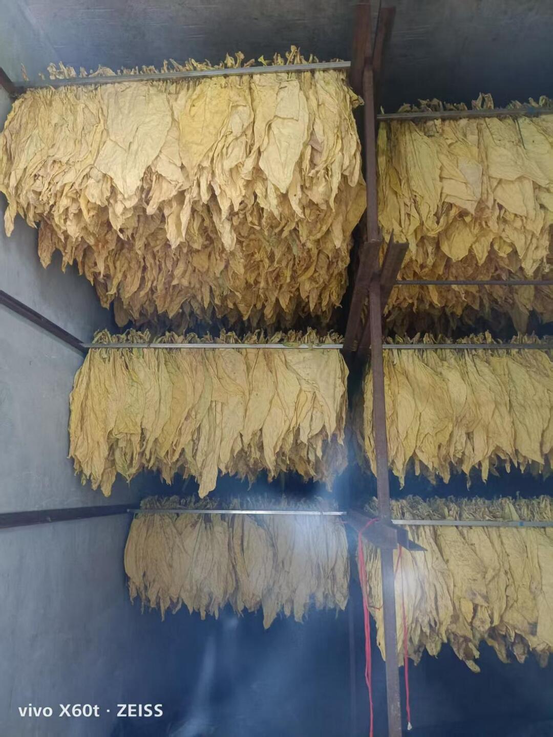 鳳凰縣開啟煙葉烘烤季：“智能烤”出“黃金葉”