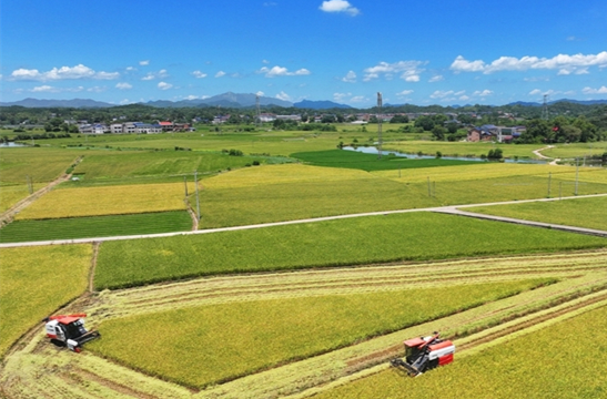 Early-season Rice Enters Harvest Season in Midsummer