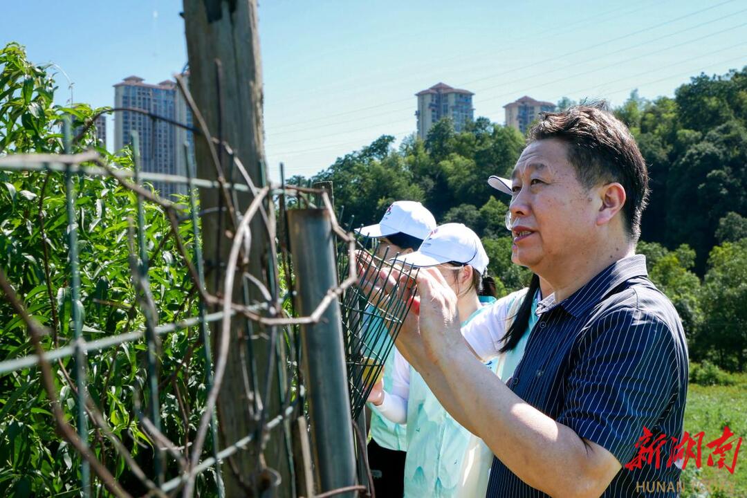 湖南師范大學(xué)文旅志愿服務(wù)隊(duì)：田間地頭調(diào)研，為鄉(xiāng)村振興出謀劃策