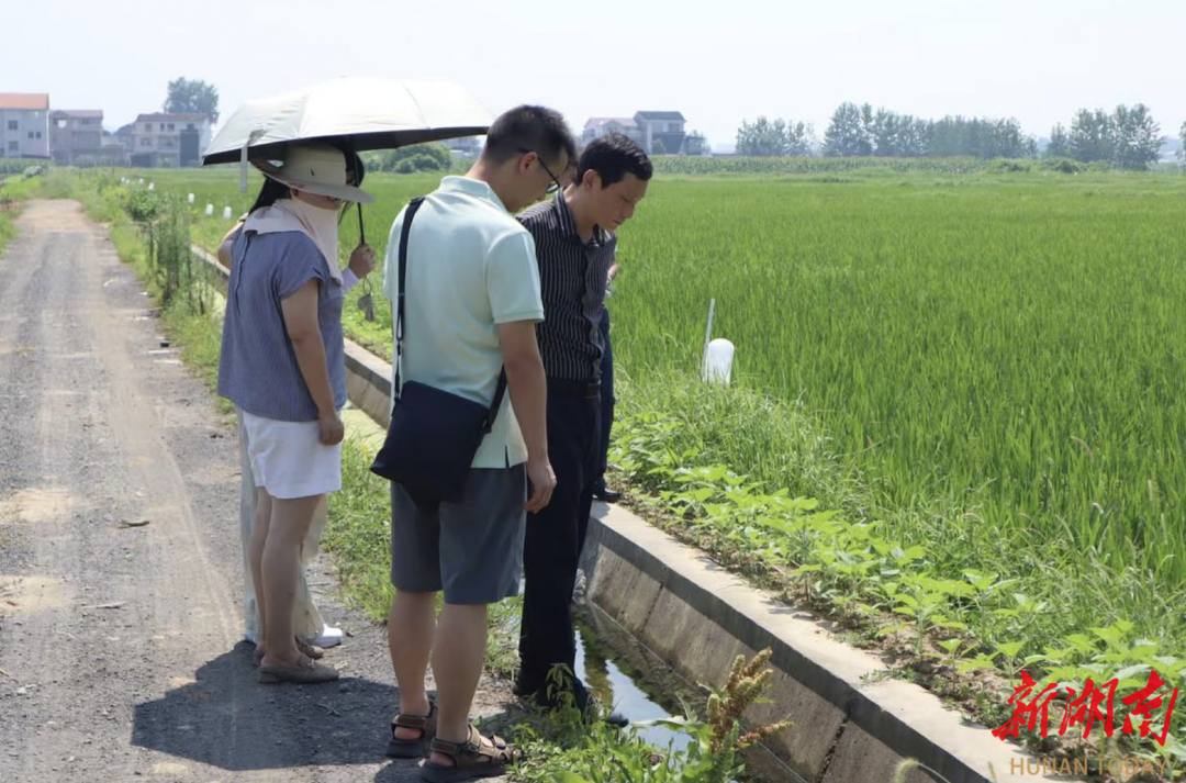 桃源木塘垸：“旱改水”筑根基 科技賦能耕地煥新顏