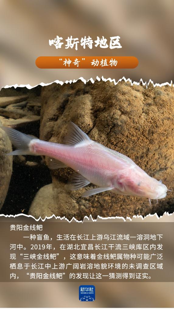喀斯特地區(qū)“神奇”動植物，你見過嗎？