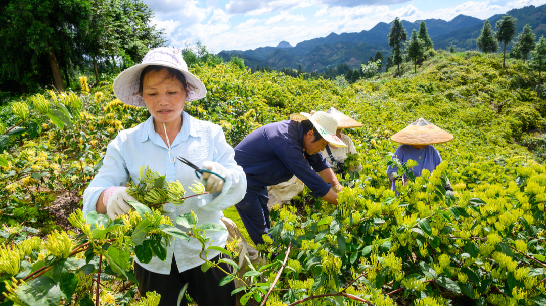 图片新闻｜溆浦山银花喜获丰收