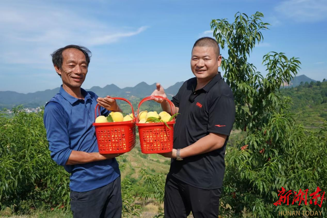新化縣桑梓鎮(zhèn)：“小水果”撬動鄉(xiāng)村振興“大產(chǎn)業(yè)”