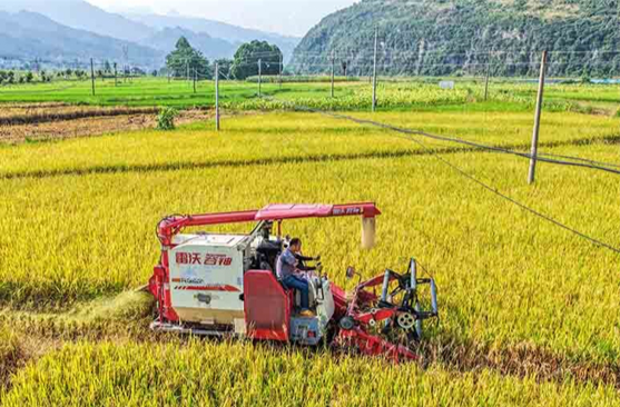 Farmers Busy Working at Fields on Xiaoshu Solar Term