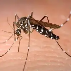 花蚊子猖獗，专家提醒：有些已有耐药性
