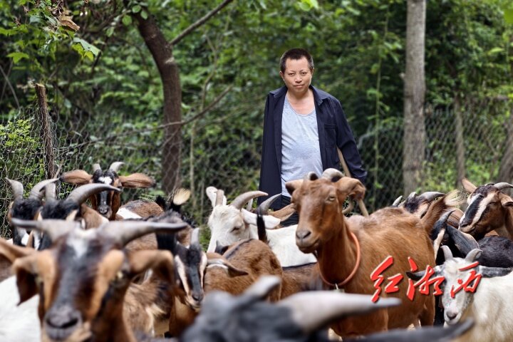 湖南省殘疾人創(chuàng)業(yè)就業(yè)典型 | 獨(dú)臂老方的養(yǎng)羊經(jīng)