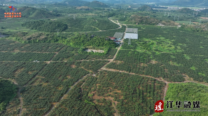 江華：3.2萬畝瑤山雪梨成熟上市