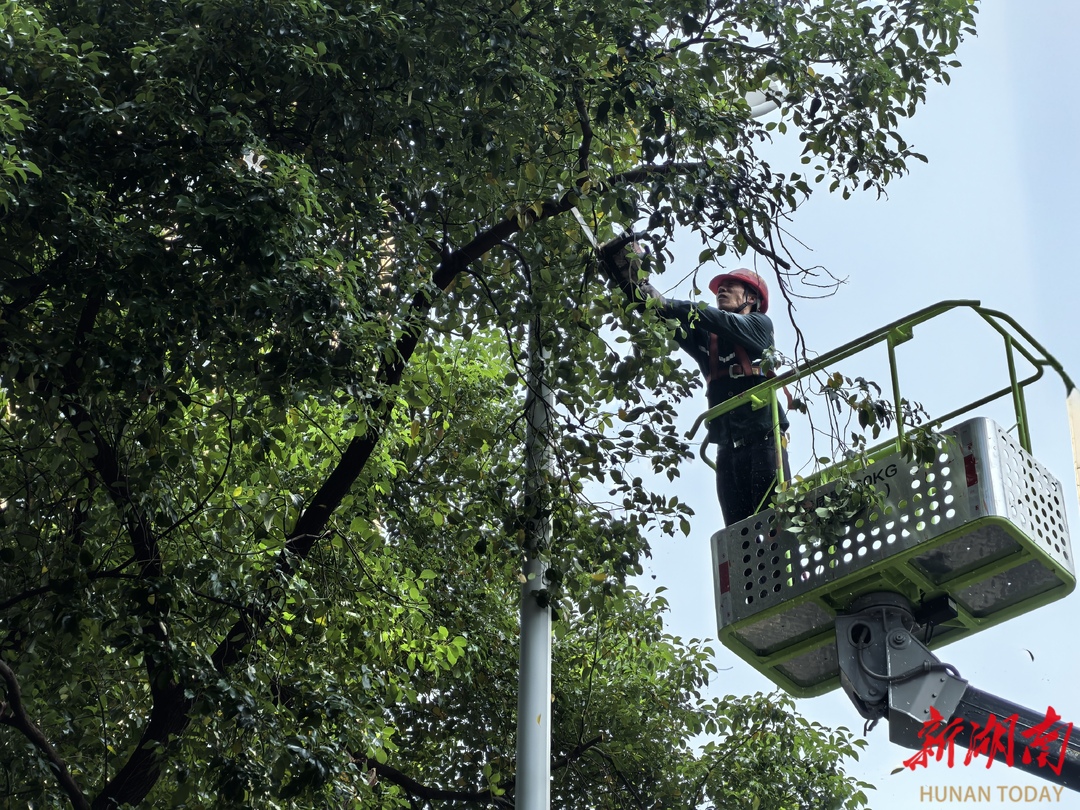 高溫下的守護(hù)者：芙蓉園林維護(hù)工人為路燈“清障”