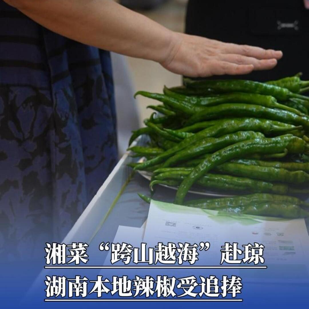 湘菜“跨山越?！备碍?，湖南本地辣椒受關(guān)注 ——2025味道湖南暨第二十屆湘菜美食文化節(jié)?？谑⒋髥⒛? border=