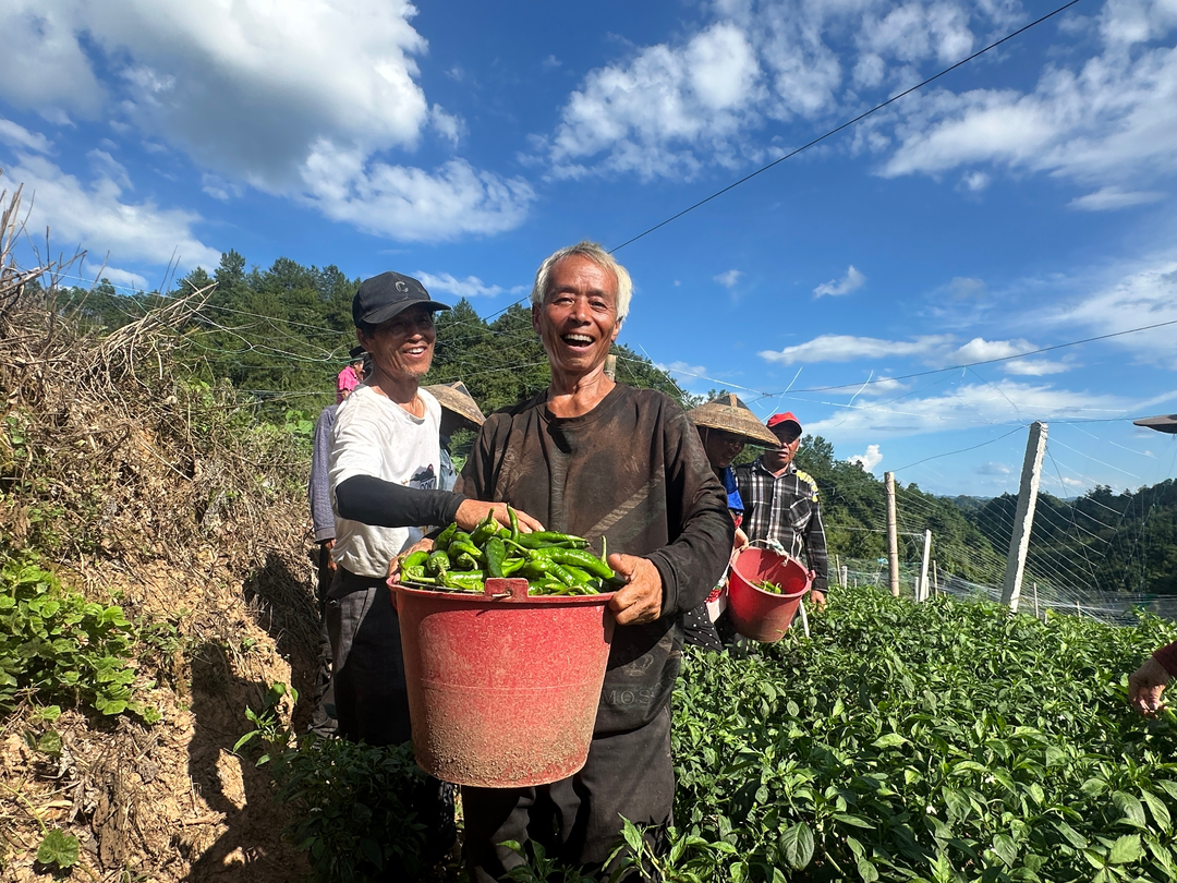 吉首河溪鎮(zhèn)訂單辣椒喜獲豐收