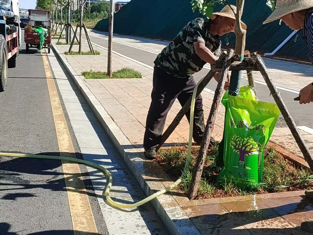 臨澧城區(qū)行道樹有了“專用飲水機(jī)”
