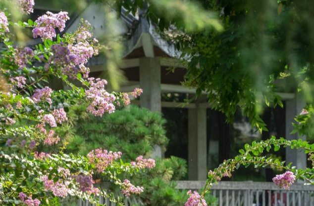 我在長沙拍夏天② | 擁抱“綠野仙蹤” 天涼好個夏