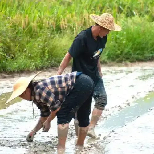 理論·新域丨胡藝華 肖海心：讓農(nóng)民群眾獲得可感可及的實(shí)惠