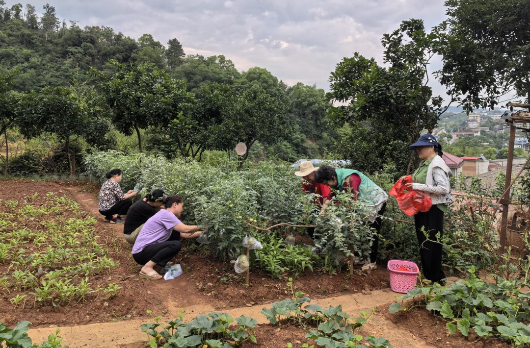 宋家橋街道愛(ài)心菜園豐收啦！荷塘的瓜果，帶著淥口的愛(ài)
