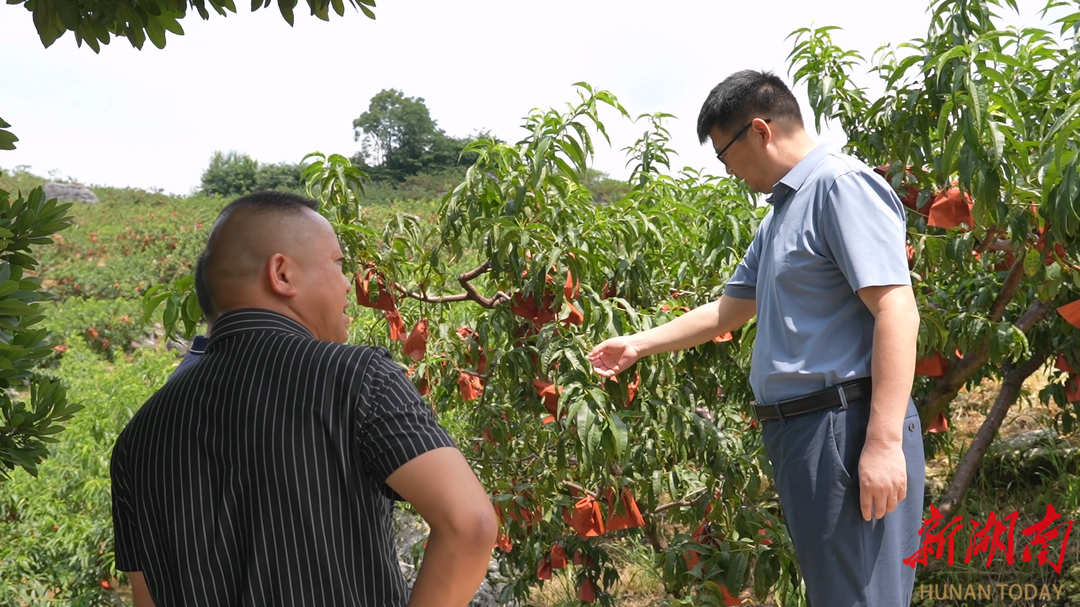 湖南農(nóng)大專家團(tuán)赴鶴城區(qū)開展農(nóng)業(yè)產(chǎn)業(yè)調(diào)研