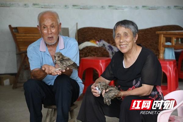 湖南新田接力救助領(lǐng)角鸮