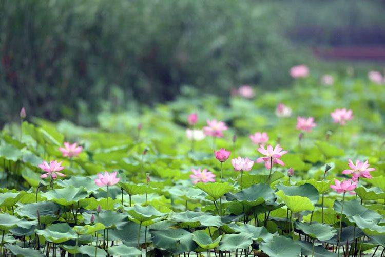 北京亮馬河盛夏：荷影搖香鳥蹁躚