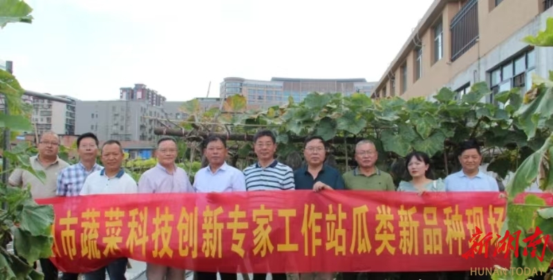 衡陽市：3個蔬菜新品種通過省市專家評議
