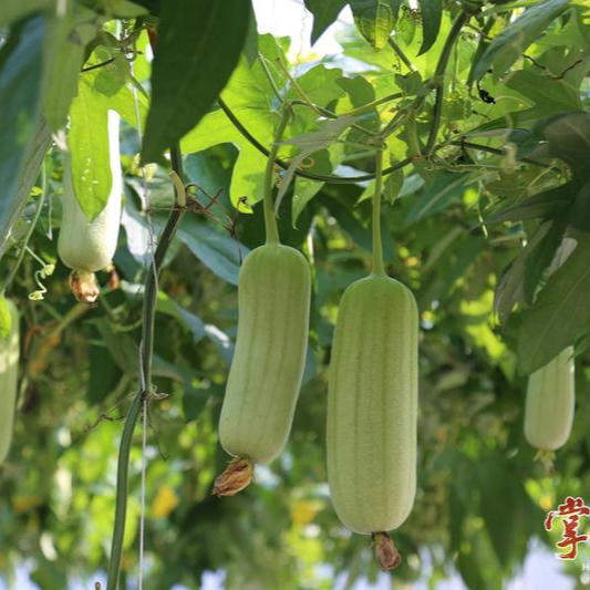 鑒定完畢，衡陽(yáng)這三個(gè)新品種蔬菜“優(yōu)”