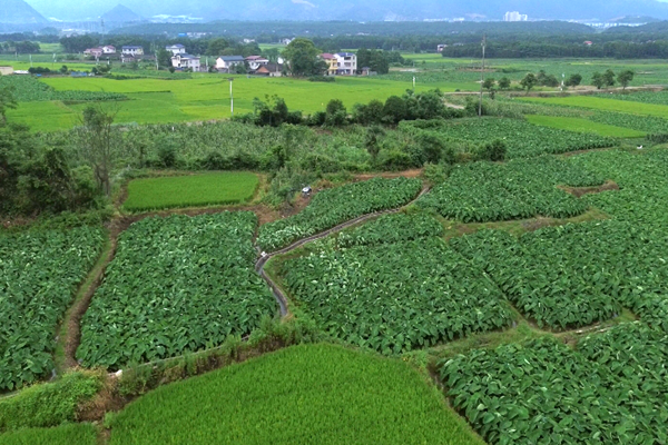 雙牌：無人機助力 香芋種植提質(zhì)增效