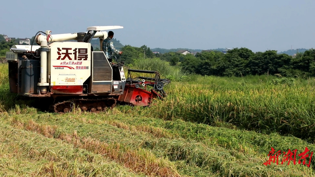 衡南：低茬收割助力秸稈綜合利用