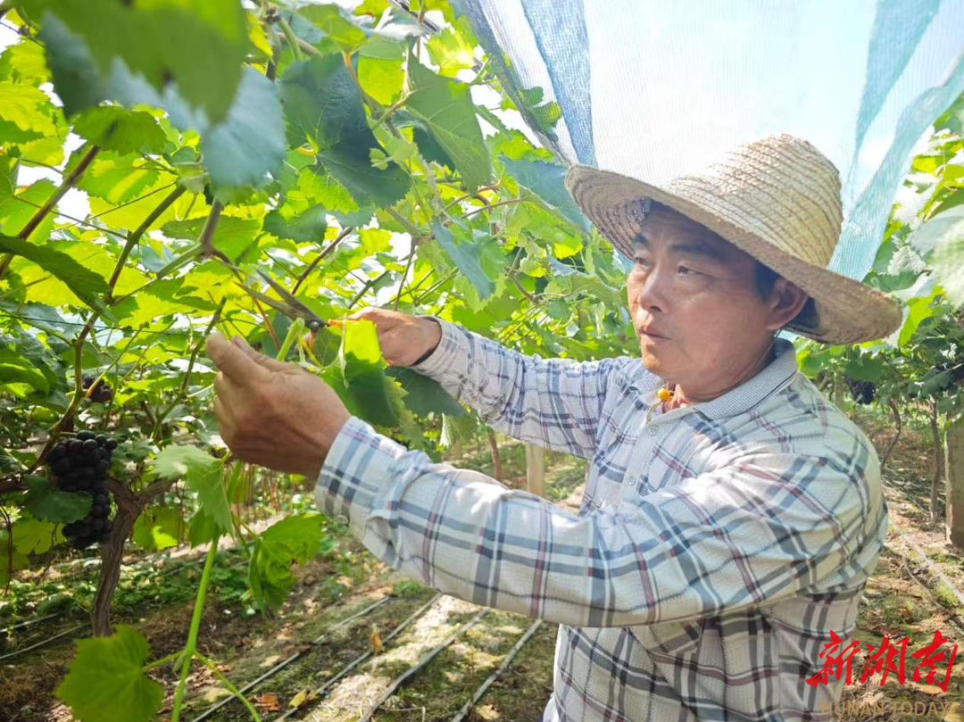 大通湖向東村百畝葡萄壓彎枝頭，周末速來采摘“甜蜜”