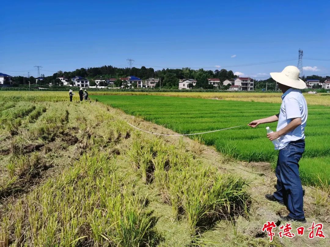 桃源縣：“三一工程”早稻喜獲豐收 平均畝產(chǎn)610.1公斤