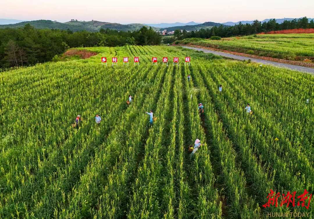 黃花變成致富花