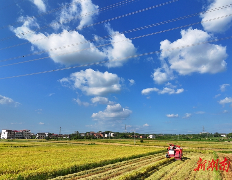 圖集|盛夏忙“雙搶”