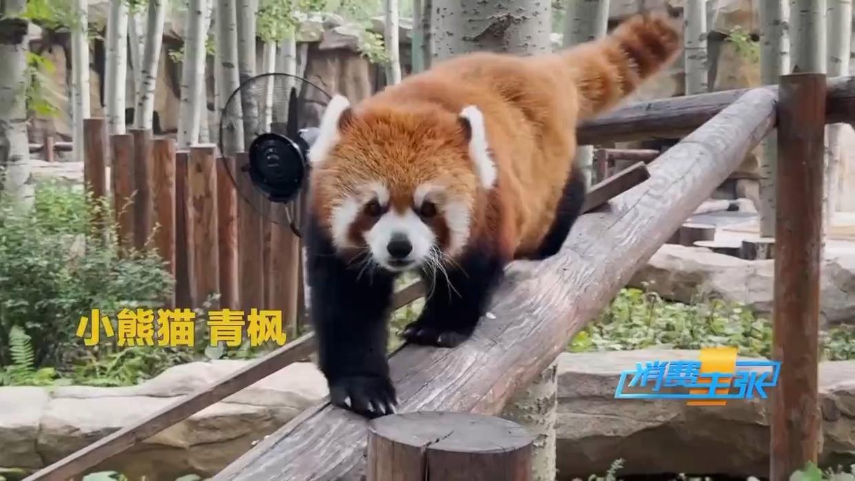 動物明星“出圈”記 年輕人為何愛上動物園？