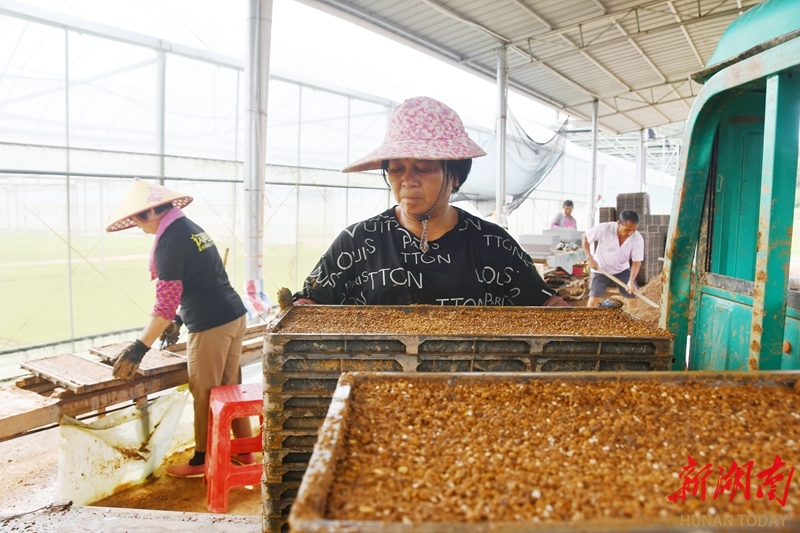 工廠化育秧助晚稻豐產