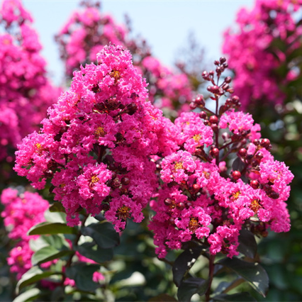 Crape Myrtle Flowers Enter Best Viewing Period in Hongjiang City