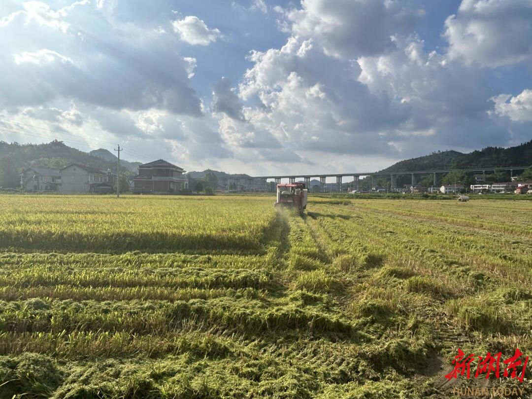 安化羊角塘鎮(zhèn)早稻畝產(chǎn)突破450公斤，農(nóng)業(yè)機(jī)械化率達(dá)95%