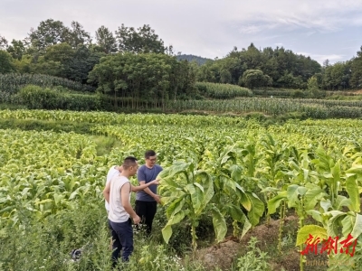 南山坪鄉(xiāng)：無(wú)人機(jī)噴藥護(hù)田 解民急難