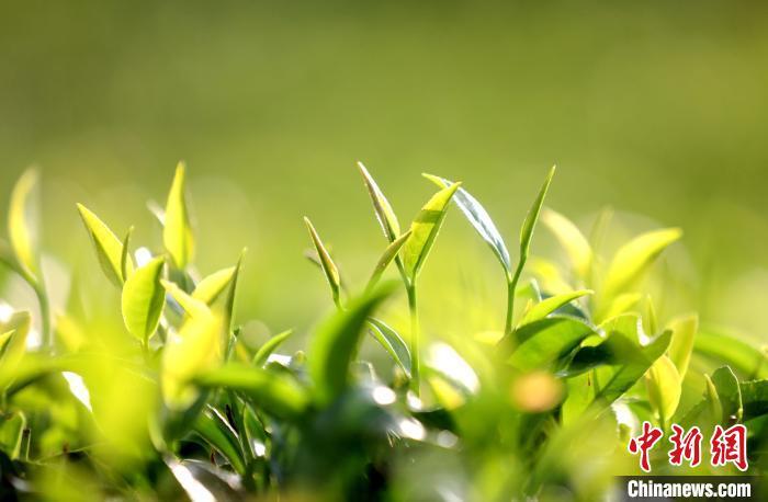 廣西三江：雨潤(rùn)茶園景如畫(huà)