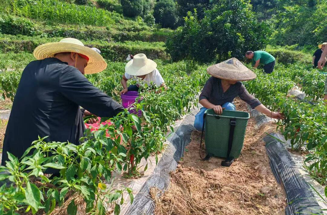 吉首市双塘街道用生产生活服务凝聚力量