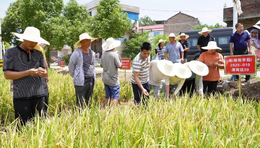 洞口：黨建引領點燃四大產(chǎn)業(yè)振興引擎