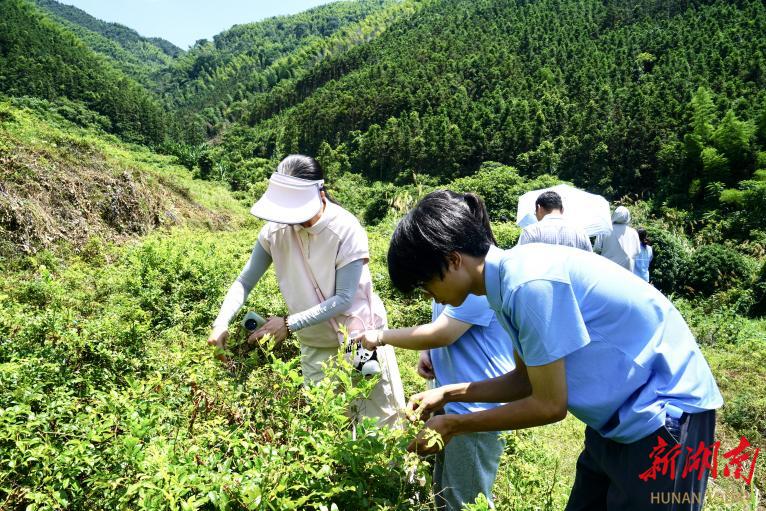 湖南科技學(xué)院旅游與文化產(chǎn)業(yè)學(xué)院：青春賦能鄉(xiāng)村振興 大學(xué)生為五里牌鎮(zhèn)文旅打造“立體名片”