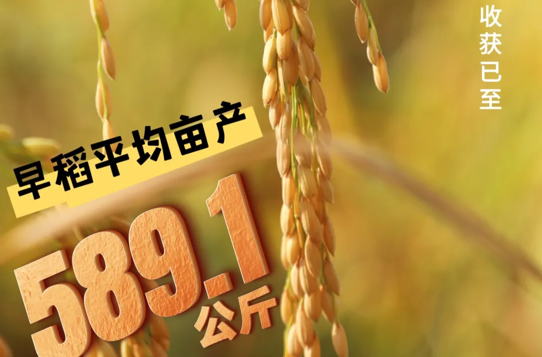 海报丨喜看稻菽千重浪，常德鼎城区示范片早稻亩产589.1公斤