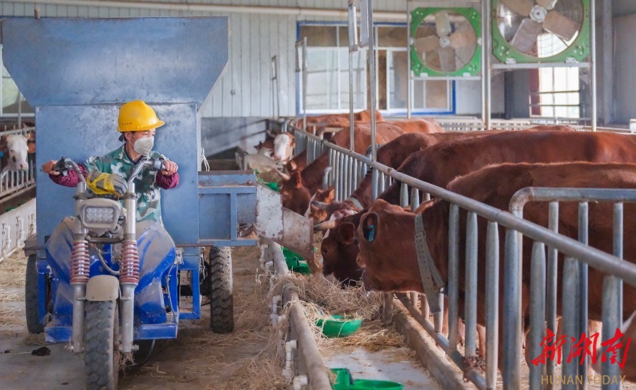 长沙县开慧镇打造秸秆生态循环农业闭环模式，带动农户增收1200万元
