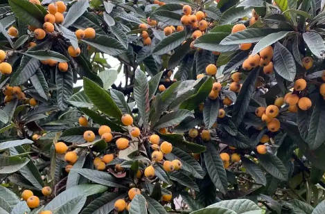 河南林業(yè)職業(yè)學(xué)院赴衡南縣考察調(diào)研土枇杷產(chǎn)業(yè)