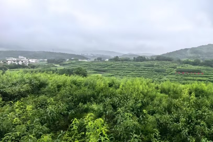 新邵：黃桃滿枝促民富