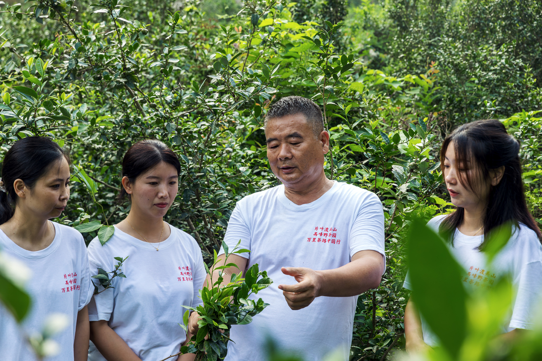 萬里茶道河南段：晴訪桐柏野茶，解碼賒店茶道
