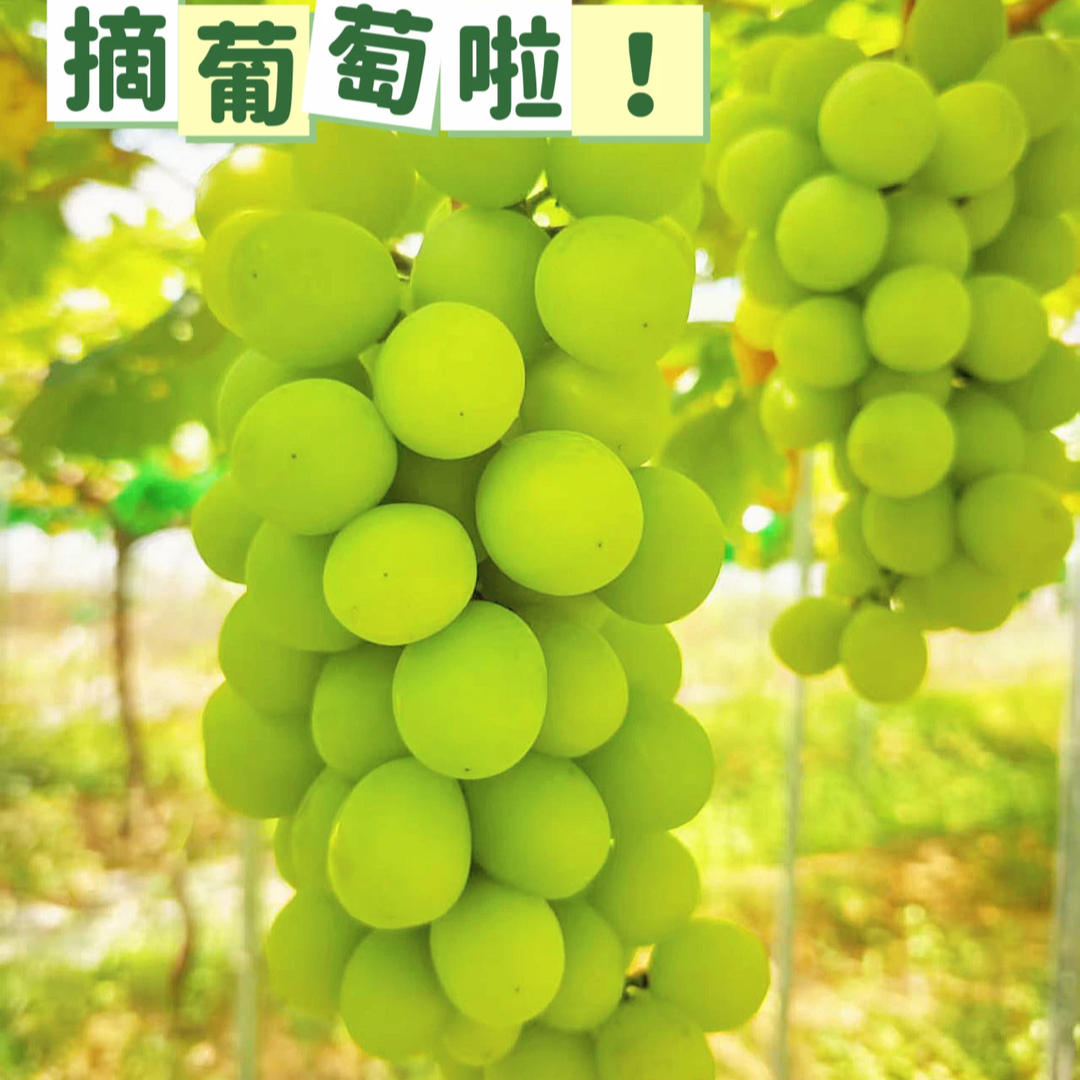 沁甜滴！葡萄成熟季，這些地方可采摘